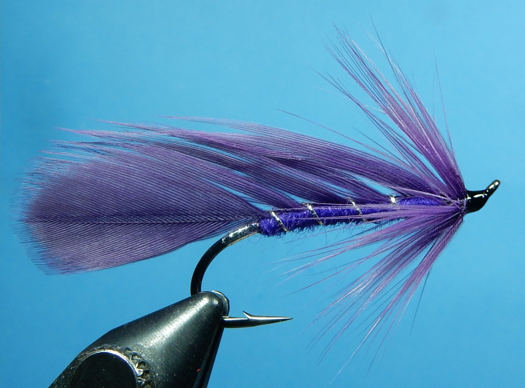 Maxwell_Purple_1080.jpg