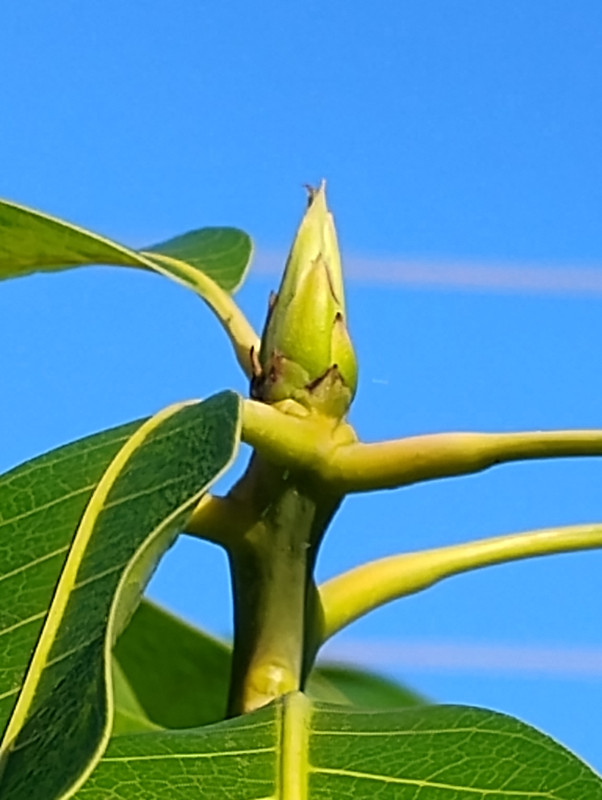 IMG 20251204 090458534