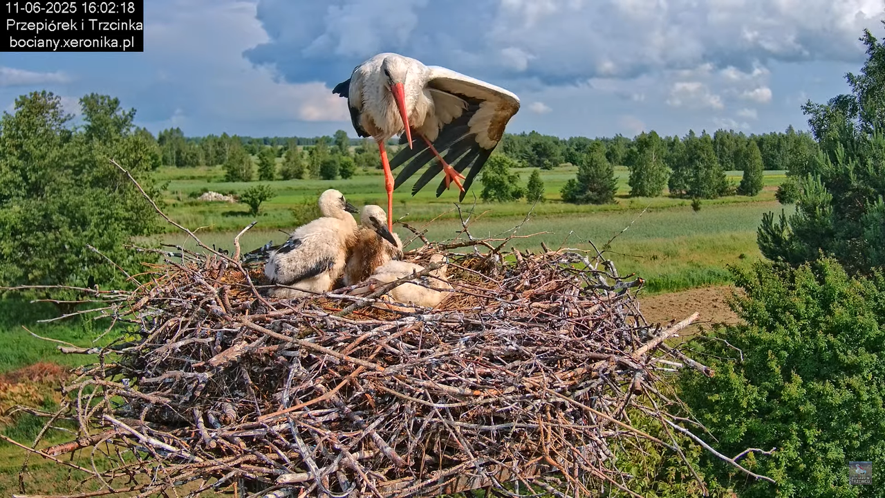 11062025bociany43
