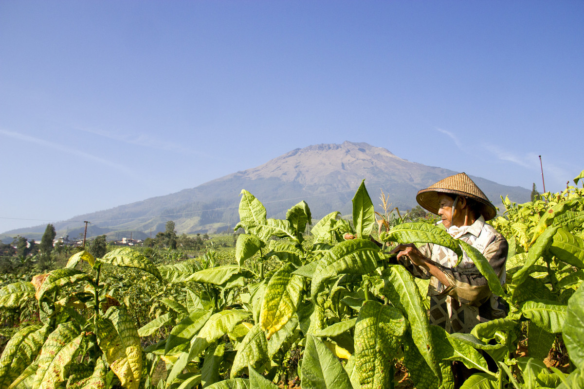 [Image: Tobacco-plantations.jpg]