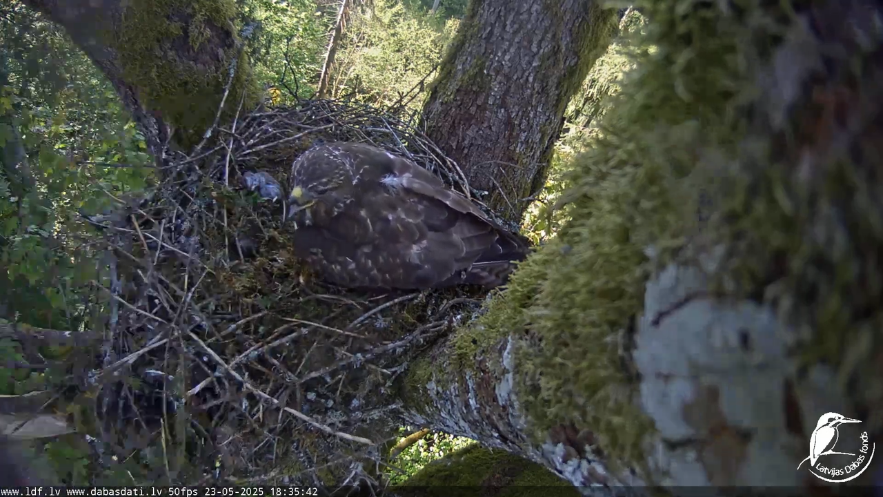 Melnās klijas (Milvus migrans) Kurzemē_ peļu klijāni (Buteo buteo) 13-25-22 screenshot