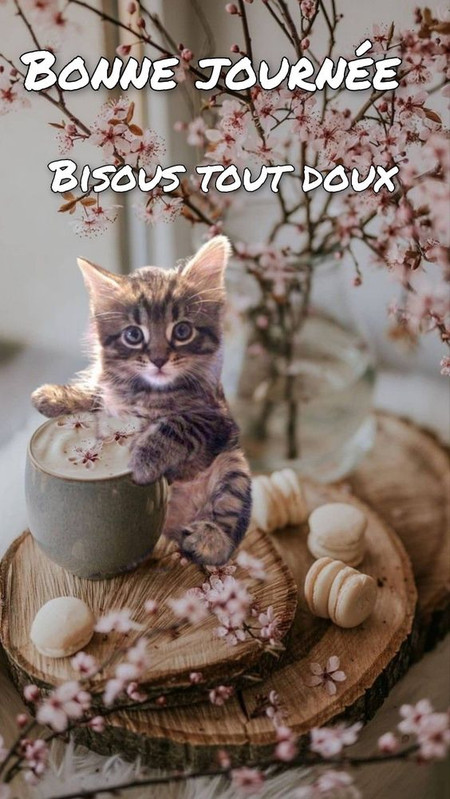 bonnejourneebisousdouxchat