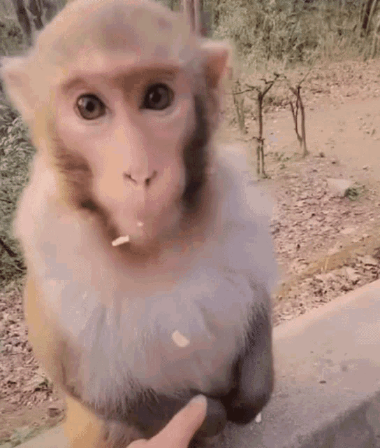 A GIF OF SOMEONE REACHING OUT TO HOLD A MONKEY'S HAND. THE MONKEY LOOKS AWKWARDLY UP AND DOWN BEFORE JUMPING AWAY AND YELLING.