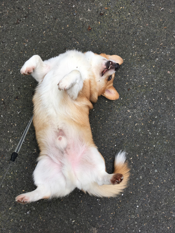 [Image: 7-A771115-9-A39-4-D33-9-D6-A-9-D9821-D9-F644.jpg]