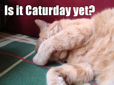 is-it-caturday-yet.jpg