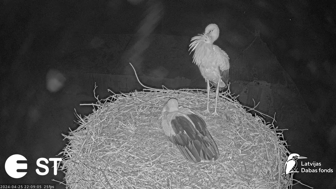 Baltie stārķi (Ciconia ciconia) Tukuma novadā - LDF tiešraide __ White storks in Tukums, Latvia 16-1