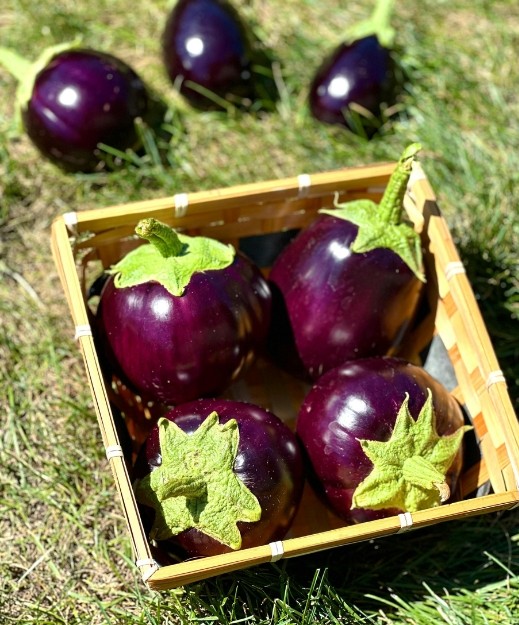 Harvesting brinjal: cutting glossy firm eggplants from the plant