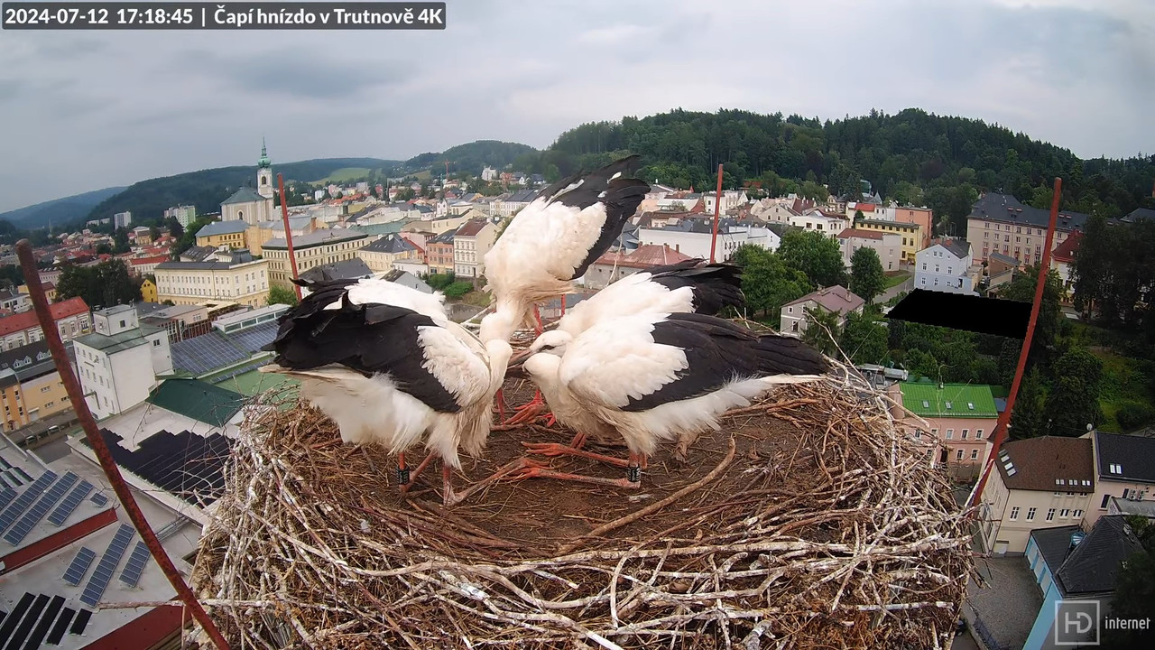 Tiešraidē no stārķa ligzdas uz alus darītavas skursteņa Trutnovā 12-40-30 screenshot