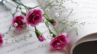 Thơ hoạ Nguyễn Thành Sáng & Tam Muội (1414) Pink-carnations-Gypsophila-paniculata-sheet-music-2560x1600-915x