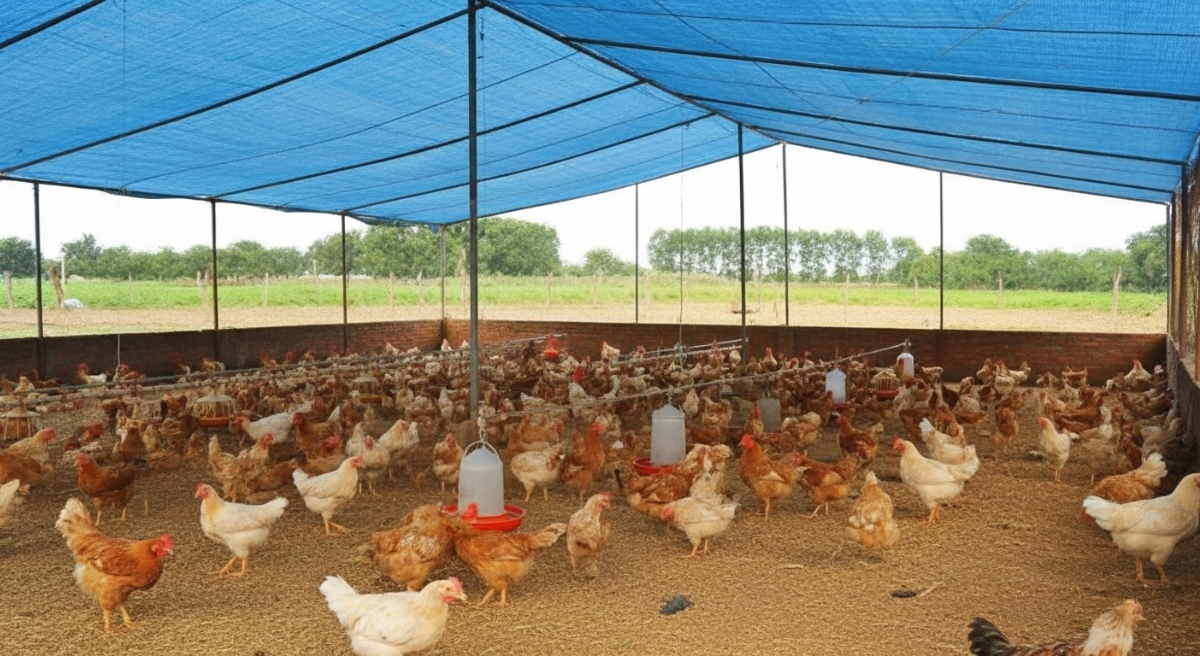 Modern poultry house with roofing and ventilation system