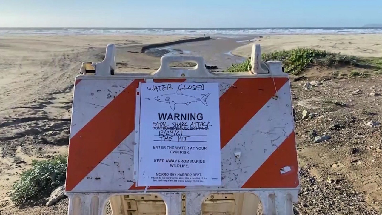 Surfista muere en ataque de tiburón en playa de California previo a Navidad