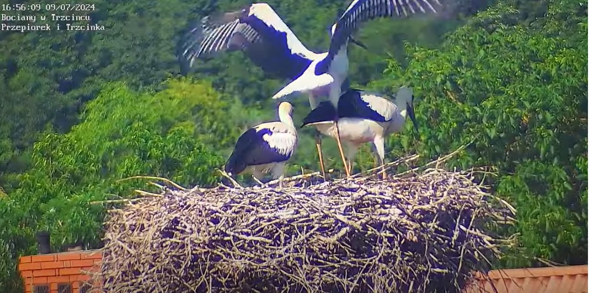 ojejkiepskieladowaniealetonic