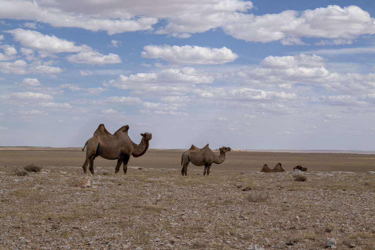 Día 5: Gobi I - De Moscú a Pekín: Mongolia (1)