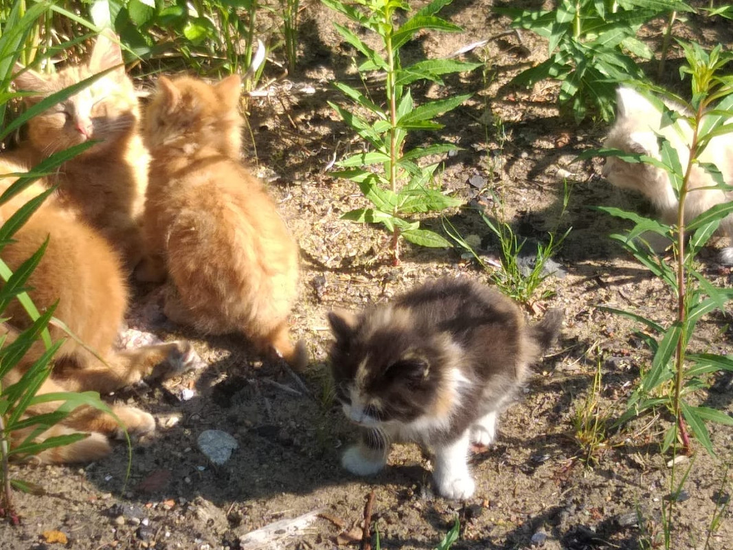 ЗЕЛЕНОГО?СК-4