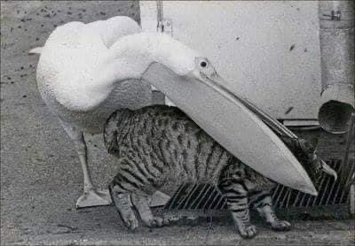 pelican.jpg