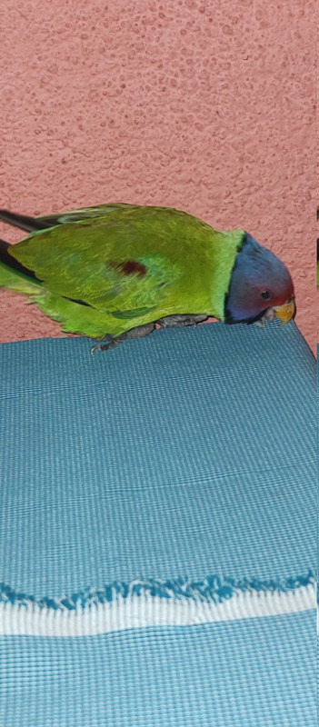 IMG 20251111 072919607