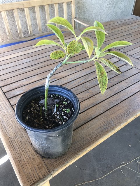 B3938D2C-E575-4EC1-9F91-8464F5CE4CCB