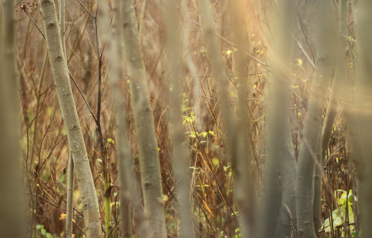 IMG_6624 (2371 x 1514)