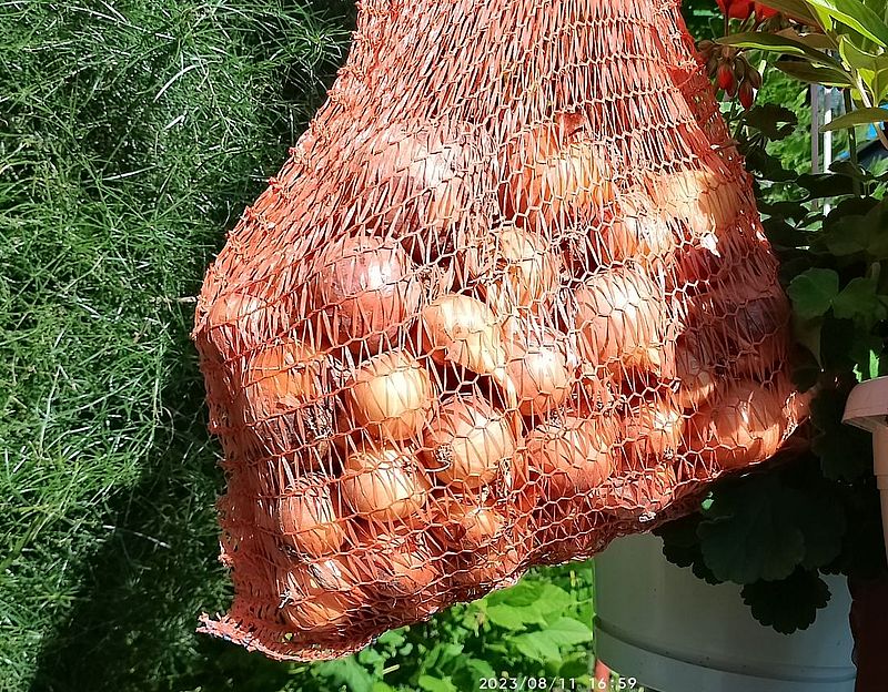 https://i.postimg.cc/QMKpp9B6/voroshagyma-szuret-20230811.jpg
