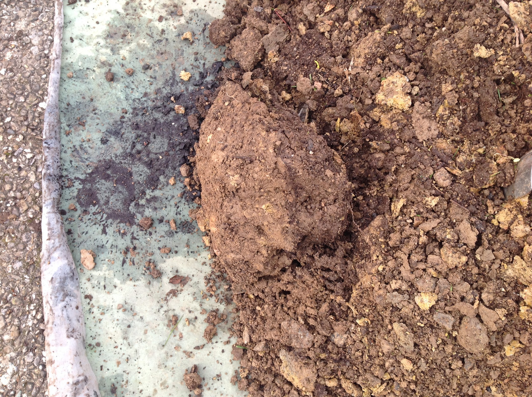 Komposter zügeln Fargesia setzen 24. 25.10 (1)