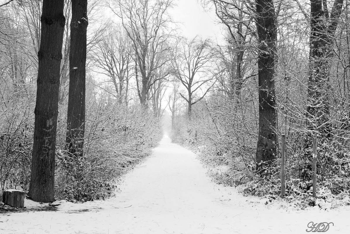 Snow-winter-woods-HD.jpg