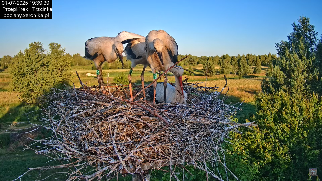 01072025bociany43