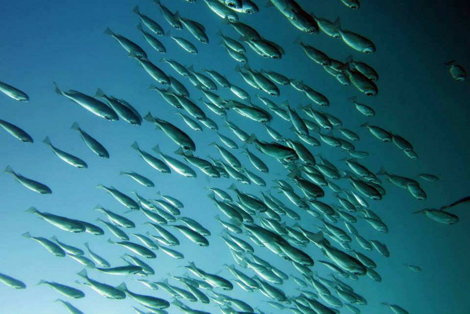 Arraial do Cabo. Playa. Buceo. Maravilloso. - Blogs de Brasil - Lunes 17 al sábado 22 de junio (6)