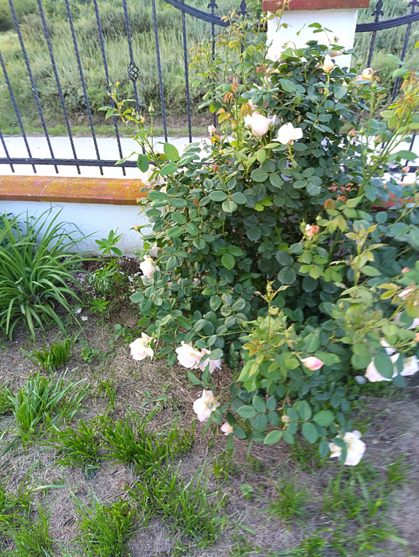 IMG_20230530_200243_HDR