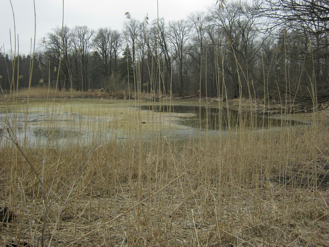 весна, Ропша