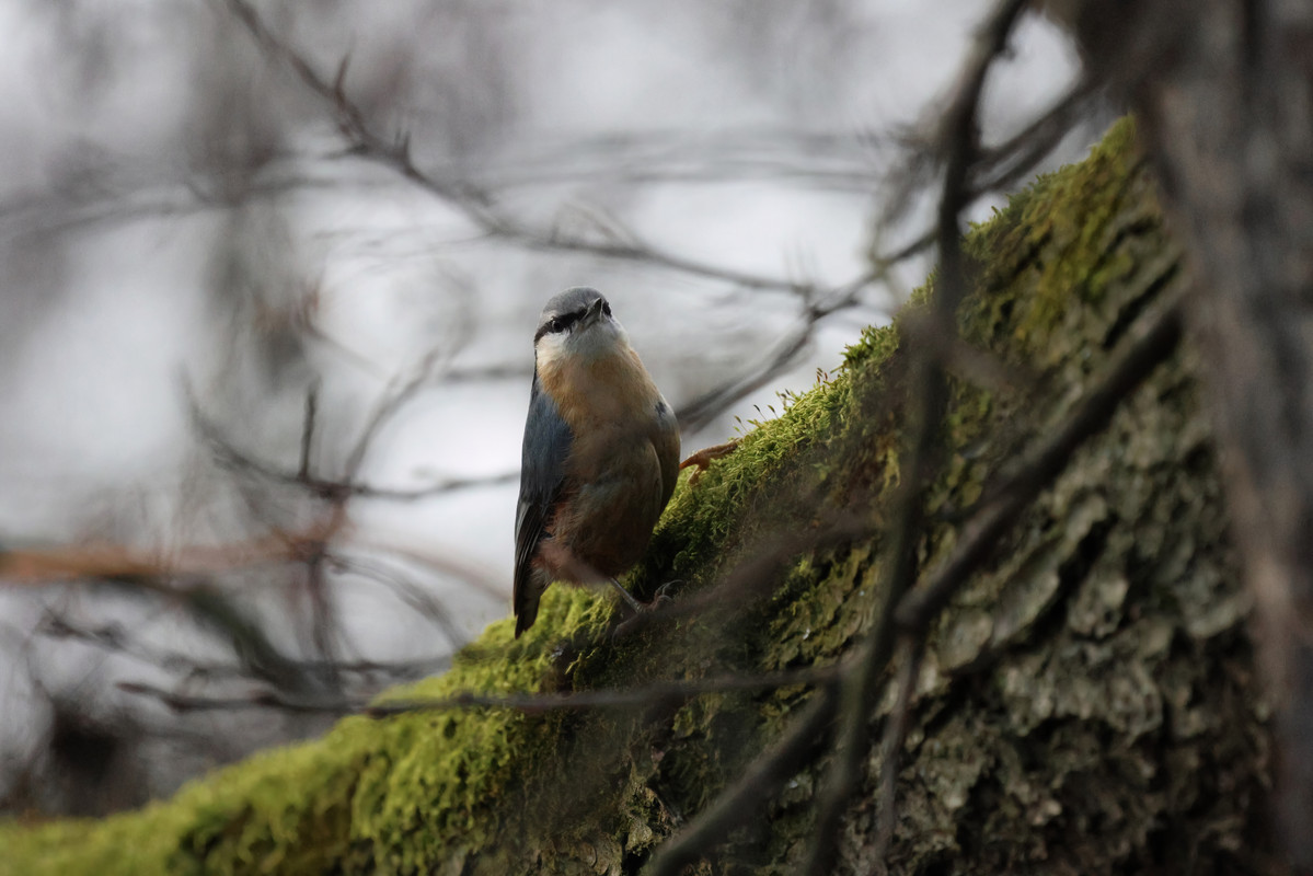 5E3A3410-topaz-denoise-sharpen