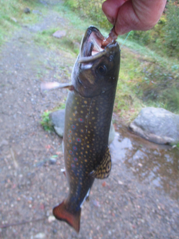 set up and trout 001