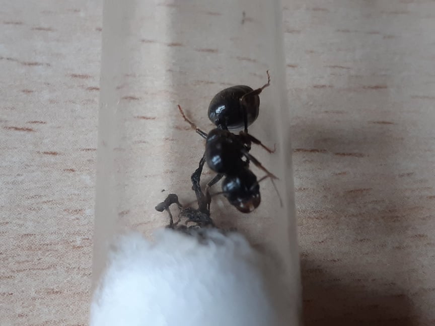 45552092_2003494113043475_4961117342084890624_n