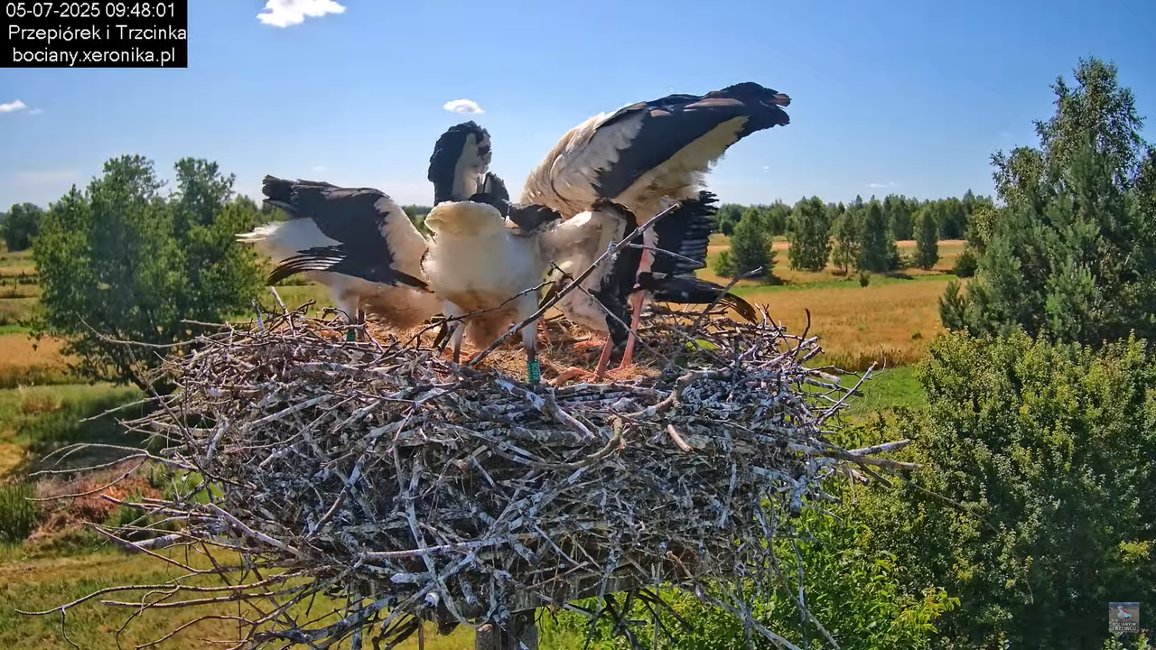 05072025bociany29