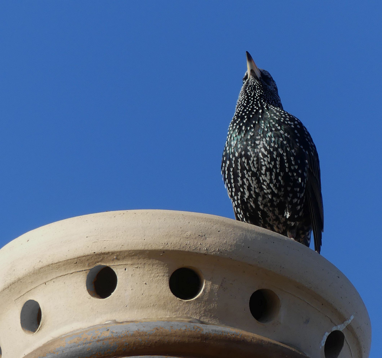 STARLING 1