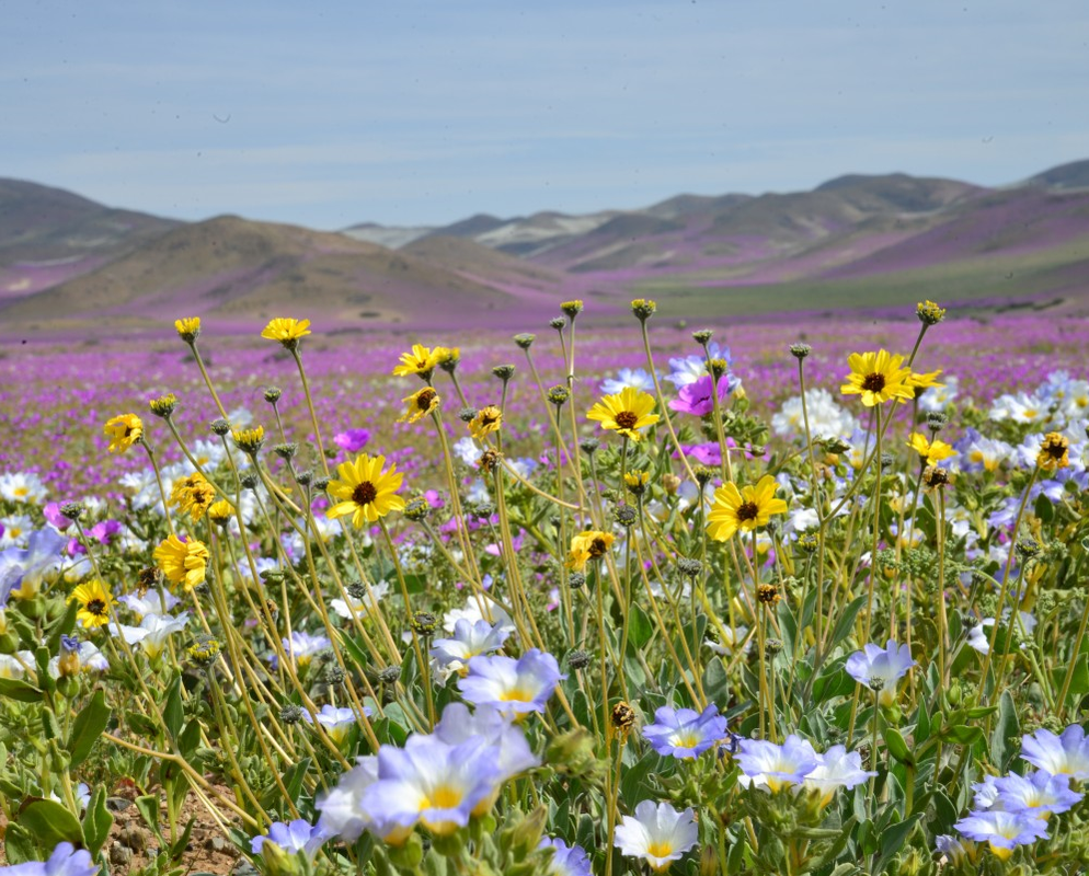 Campo-de-flores787906fb94476d08.png