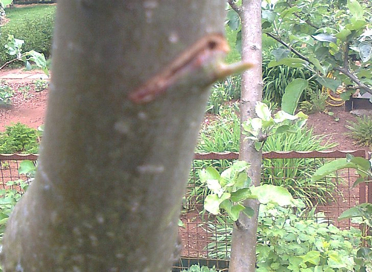 140501_Knospe unterhalb Kerbe treibt aus