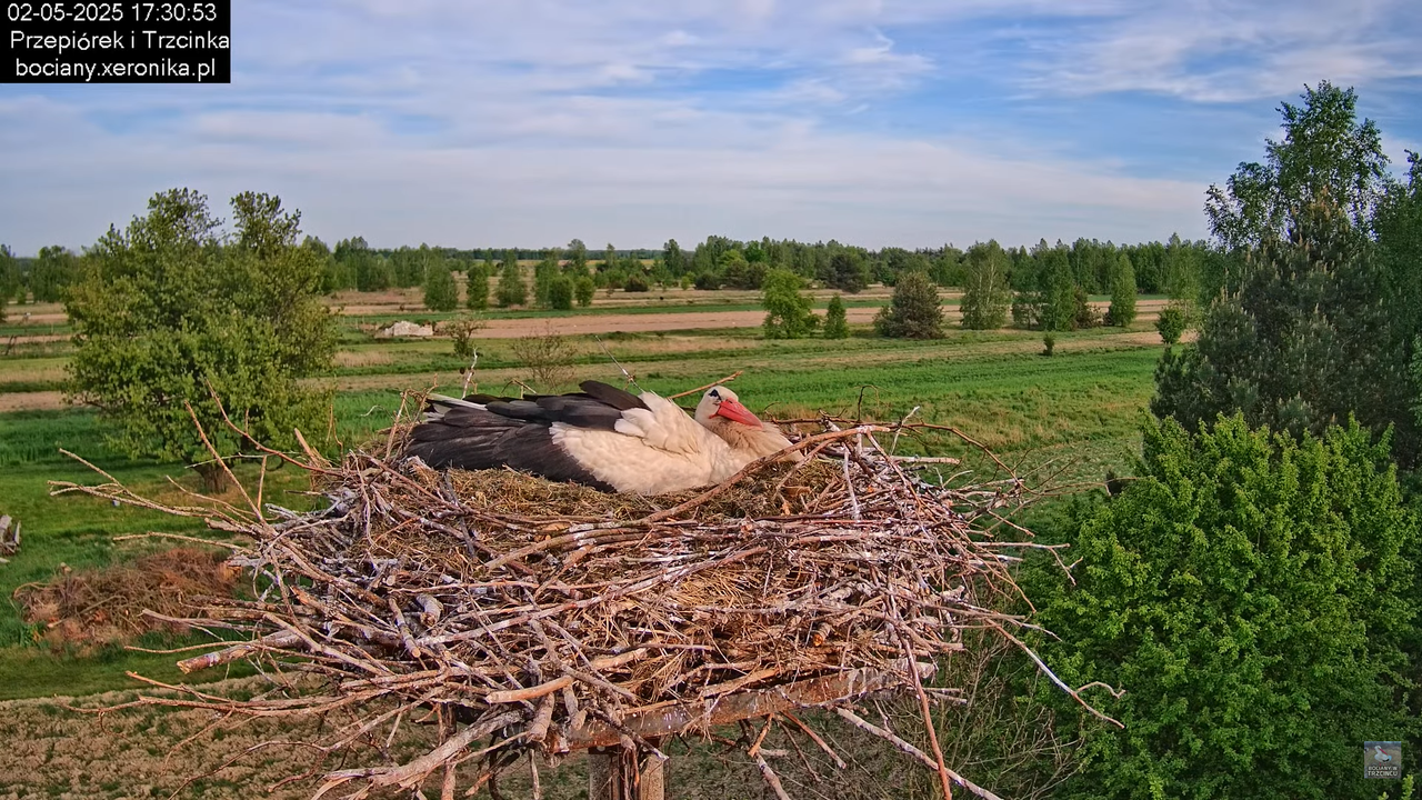 02052025bociany18