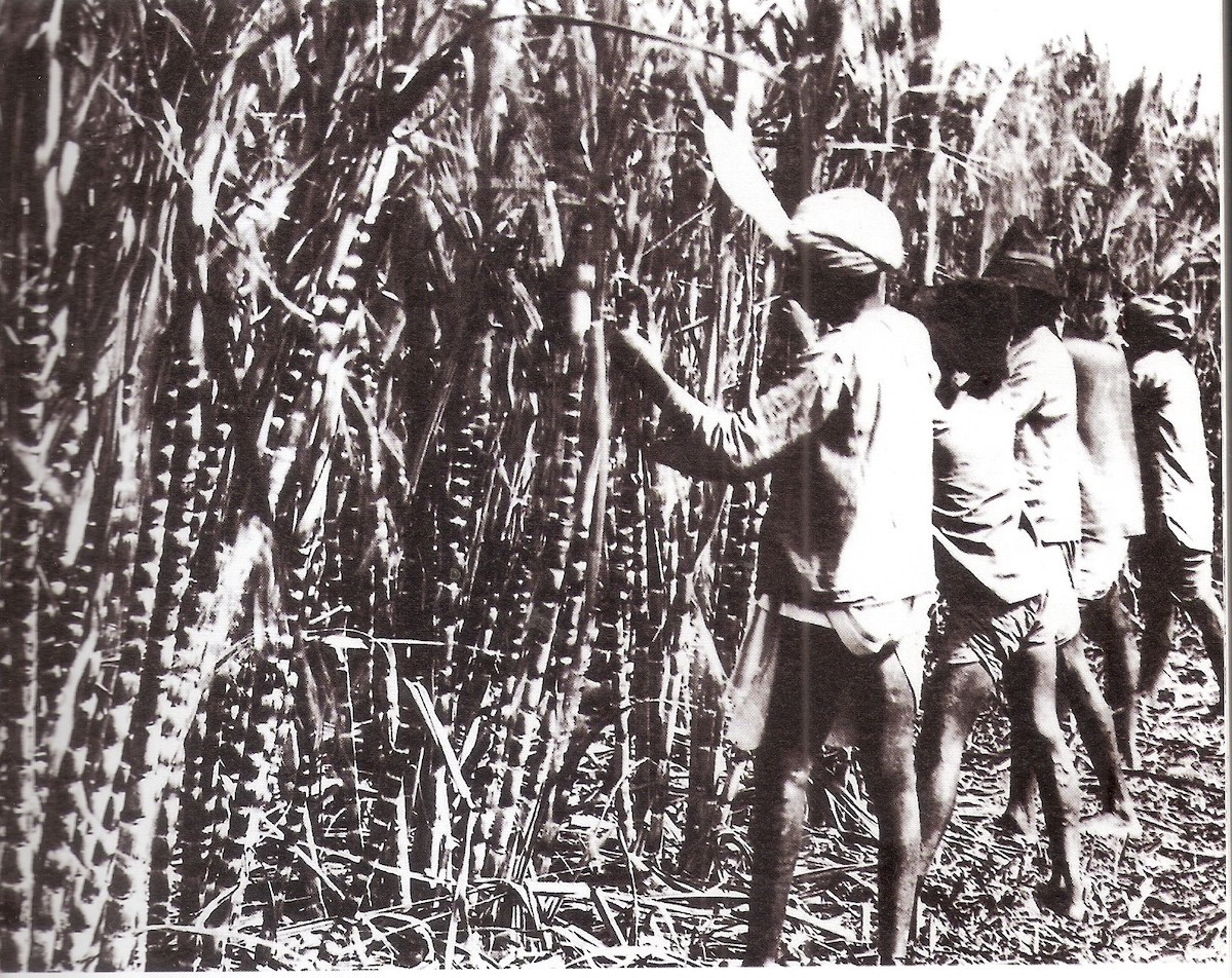 Indentured Indian labourers in sugar cane fields