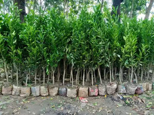 অর্ডার সম্পর্কিত ব্যানার