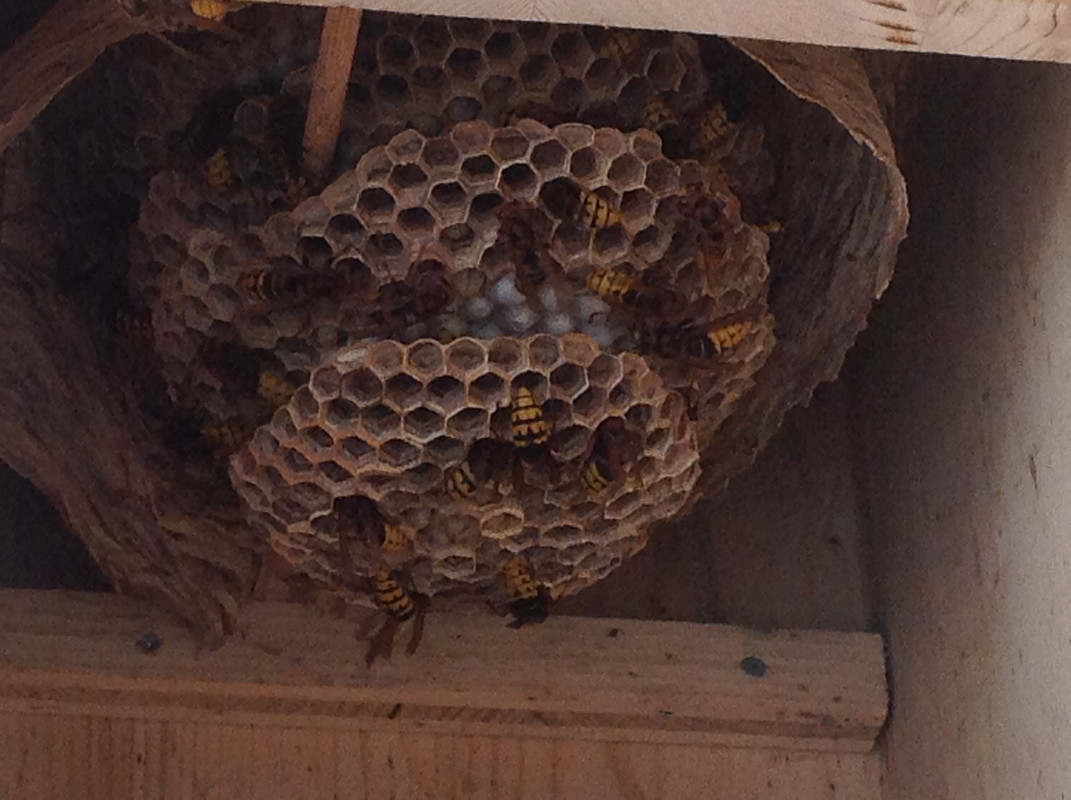 Vespa crabro germana 26. Juli 2015 (2)