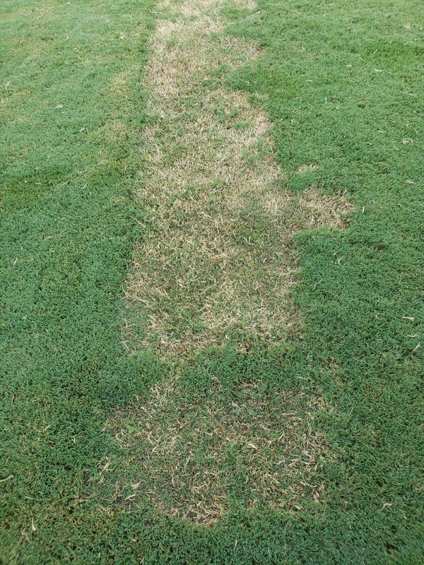 New Bermuda Help | Lawn Care Forum