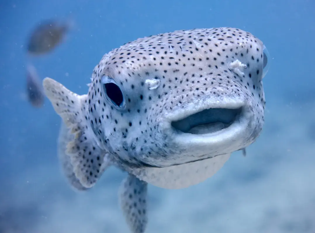 Porcupine fish Diodon hystox