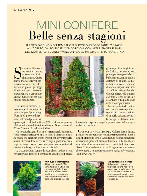 Il Mio Giar Dic 2024-Gen 2025 (9)