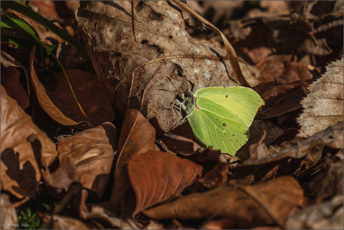 XT5A3567-Verbessert-RR 2025 SB BW LR ERWZ FB