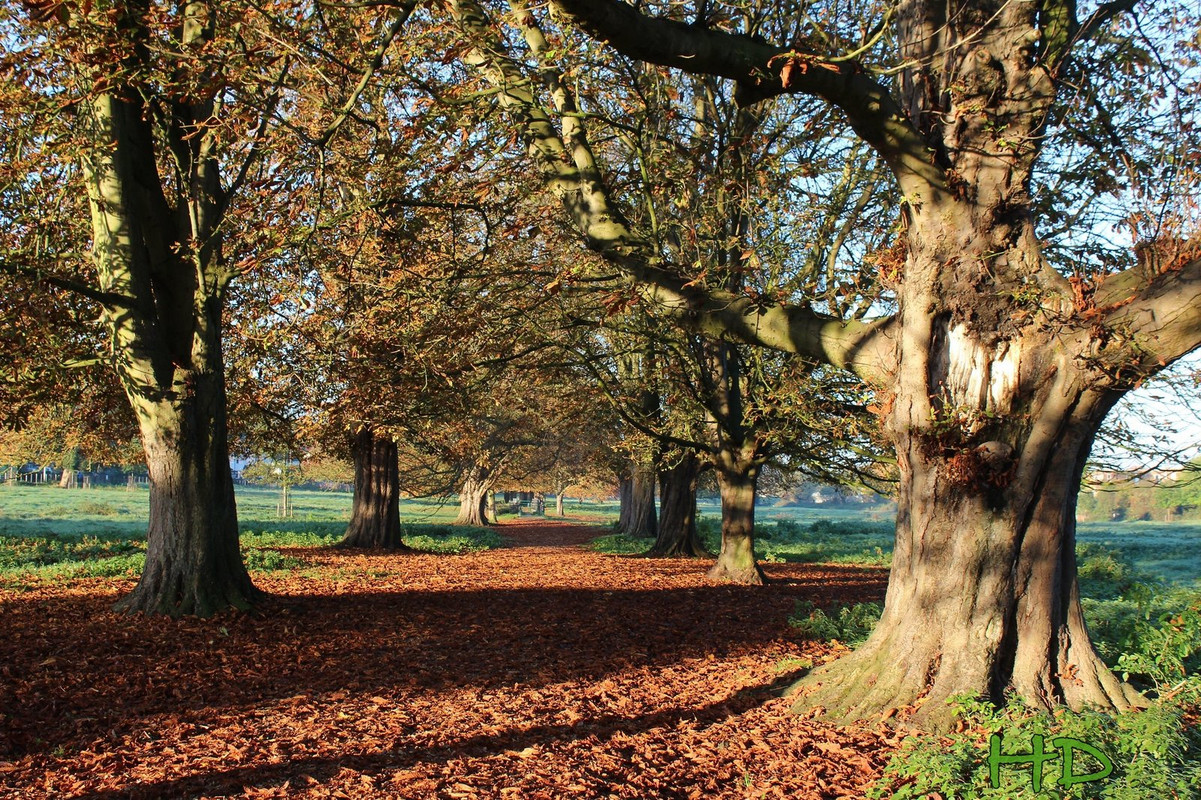 woodsandfields-HD.jpg