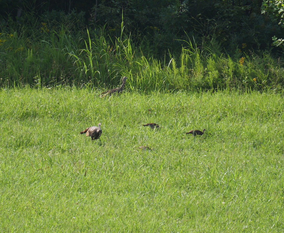 Turkey family walking around