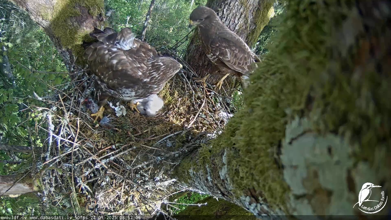 Melnās klijas (Milvus migrans) Kurzemē_ peļu klijāni (Buteo buteo) 15-5-52 screenshot