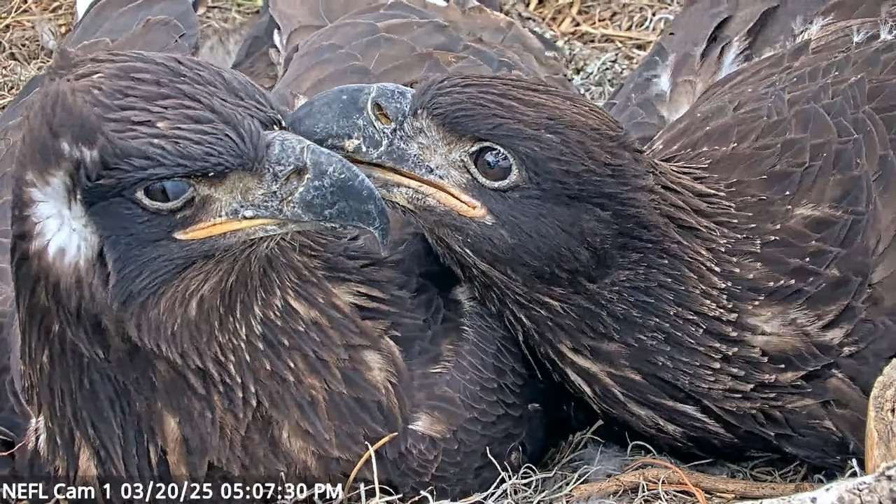 NEFL Cam 1 — tiešraidē Bald Eagle Cam 3-7-48 screenshot
