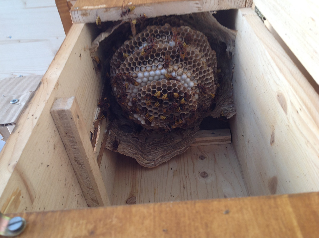 Vespa crabro germana 08.August 2015  (2)