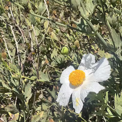 Yellow flower with white petals (fried egg-like) on a green hedge